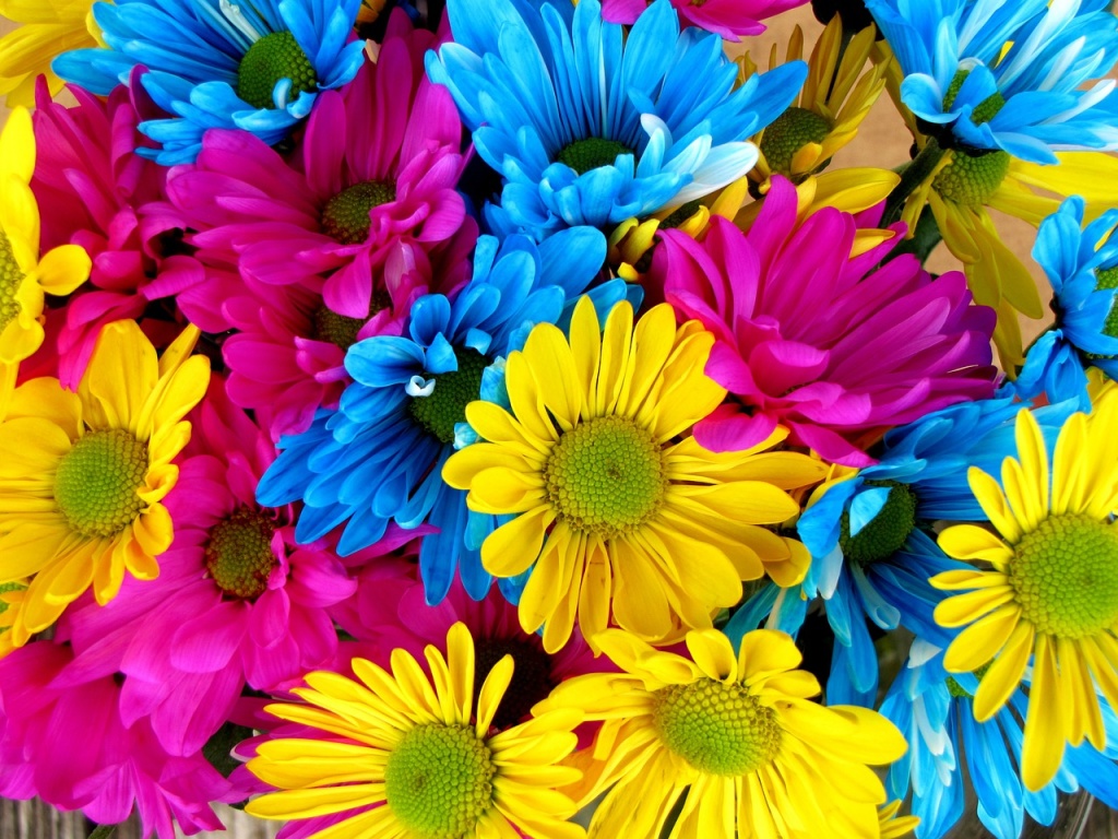 color_daisies