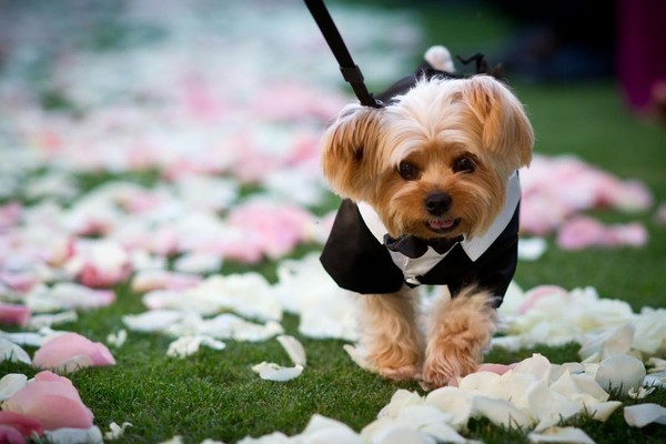 dogs_in_wedding_01